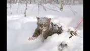 maxresdefault.webp