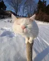 df3c7f669d0dc9cfff4704e4a43d9d3b.webp