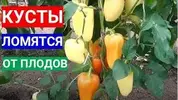 1774464668181.webp