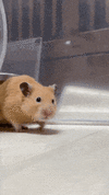 IMG_1432.gif