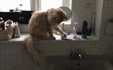 162001ca1092616b2f5affb2ea6b8a06.gif
