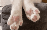 IMG_2615.gif