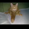 1781710598320.webp