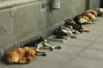 собаки.webp