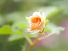 IMG_20260703_121928.webp