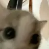 0d5e61e3c9f7aa7b58f6f63319481d16.webp