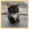 Котик.webp