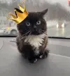 Котик в Короне 2.webp