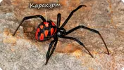524.webp