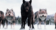 747b4c0f165d60cf74a70396a5b7e21d.gif