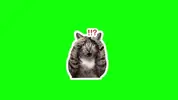 6.webp