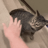 IMG_4513.gif