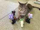 котэ-вентилятор-8903833.webp