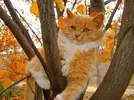 3f733e2464f47ba286fefa9eb8aea0b1.webp