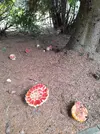 Грибы_1.webp