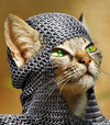 Котейка.webp