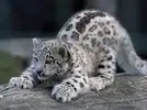 images.webp