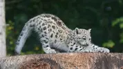 Снежный-барс.webp