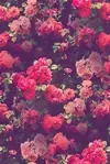 rW2BPL41QMY.webp