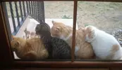 За акками.webp