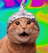 cat-with-aluminum-hat-aluminum-foil-hat.gif