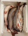 06-10-2019 05-55-33.webp