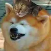 Без имени-1.webp