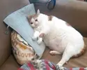 DZ4S1a2UMAAicfq.webp