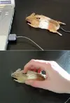 mouse-mouse.webp