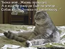 kotomatrix_45.webp