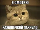 pidrila-ebanaya-kotik_35646591_orig_.webp