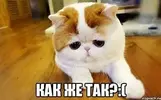 рексрн.webp