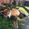 выа.webp