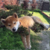 кек.webp