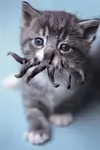 604454_1159678617631po9.webp