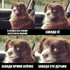 собакен-заводи-это-дерьмо-смешные-картинки-песочница-2251746.webp