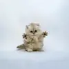 kitty.green66_Persian Cat_YENiQw.webp