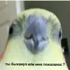 RKIas1qFPQ8.webp