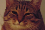 catYes.webp