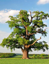 1615235435218.webp
