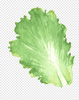 png-clipart-cabbage-vegetable-leaf-vegetable-chinese-cabbage-cabbage-leaves-watercolor-leaves-...png