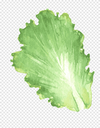 png-clipart-cabbage-vegetable-leaf-vegetable-chinese-cabbage-cabbage-leaves-watercolor-leaves...webp