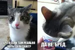risovach.ru.webp