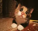 getimg.webp
