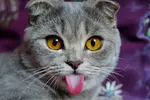 Cat_Fun.jpg