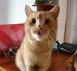 tomik.webp