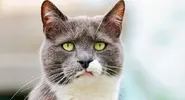 e52252cea1d90f34bd4c1af0aea4486d.webp