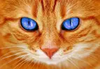 nice-kot.webp