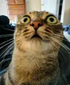 КошМар.jpg КошМар.jpg