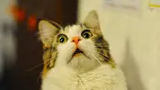hkMpliSdp4BQMkyXZ4jIlKWoKpKRPv9BltfpcixX.webp